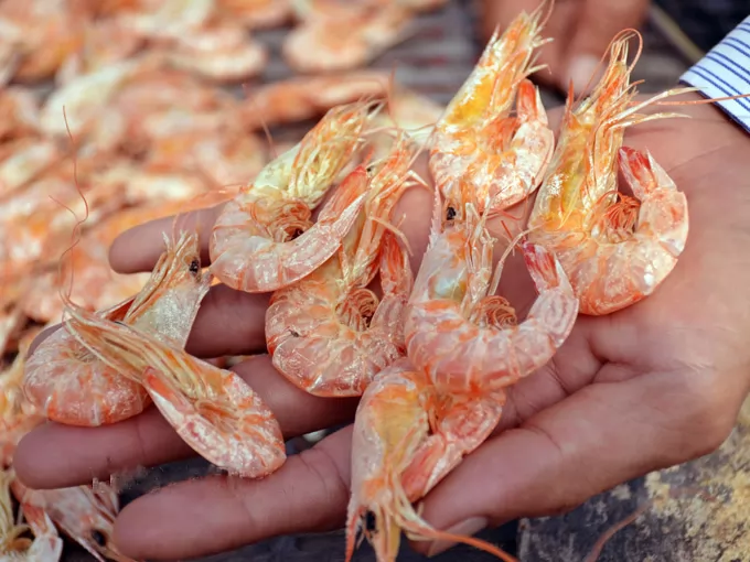 Tôm khô nguyên vỏ