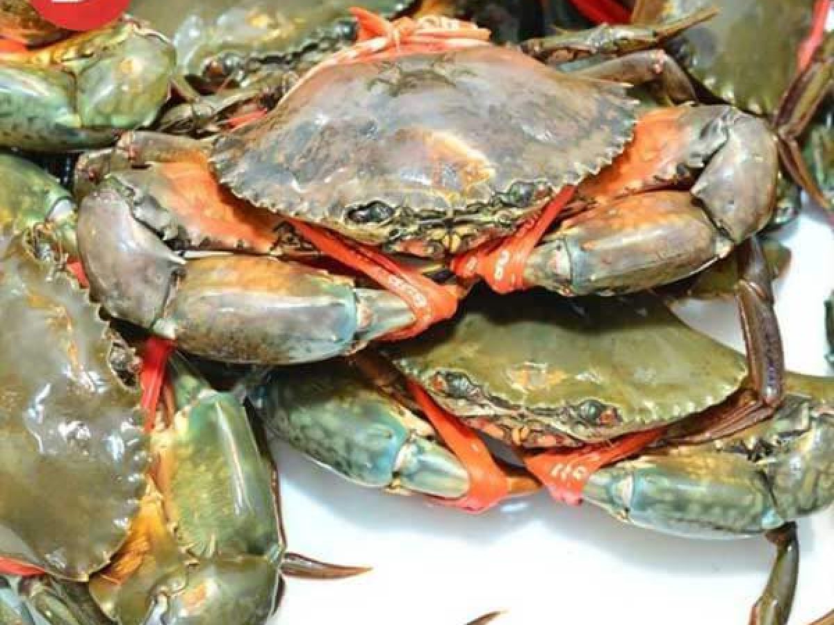 Cua thịt Y4 - 4 con/kg (200gr-300gr)