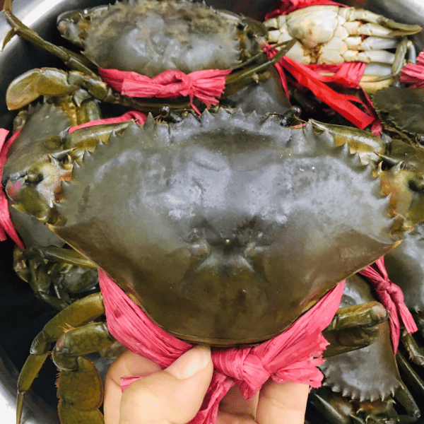 Cua thịt Y5 - 2-3 con/kg (400gr-600gr)