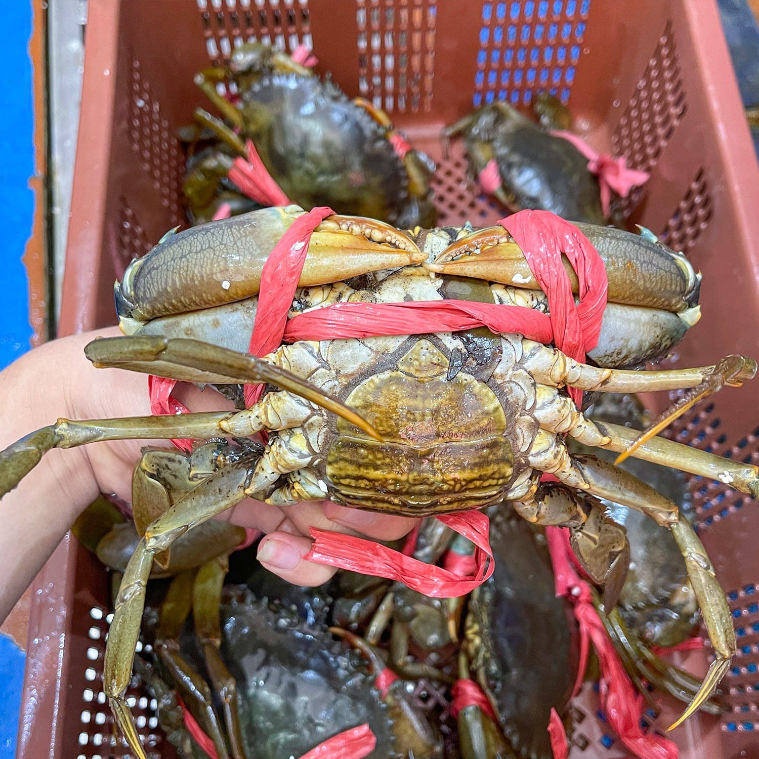Cua gạch lớn - 2-3 con/kg (300gr-500gr)